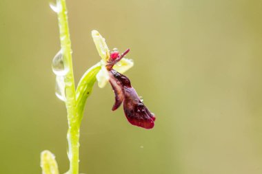 Yağmurdan sonra yaz aylarında bataklık içinde çiçekli bir güzel nadir vahşi orkide. Closeup makro fotoğraf, sığ derinlik-in tarla.
