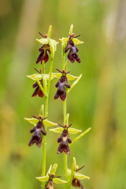 Yağmurdan sonra yaz aylarında bataklık içinde çiçekli bir güzel nadir vahşi orkide. Closeup makro fotoğraf, sığ derinlik-in tarla.