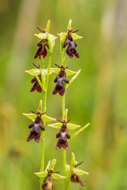 Yağmurdan sonra yaz aylarında bataklık içinde çiçekli bir güzel nadir vahşi orkide. Closeup makro fotoğraf, sığ derinlik-in tarla.