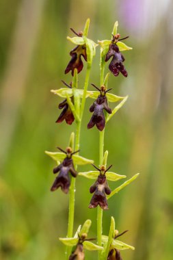 Yağmurdan sonra yaz aylarında bataklık içinde çiçekli bir güzel nadir vahşi orkide. Closeup makro fotoğraf, sığ derinlik-in tarla.