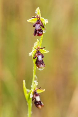 Yağmurdan sonra yaz aylarında bataklık içinde çiçekli bir güzel nadir vahşi orkide. Closeup makro fotoğraf, sığ derinlik-in tarla.