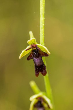 Yağmurdan sonra yaz aylarında bataklık içinde çiçekli bir güzel nadir vahşi orkide. Closeup makro fotoğraf, sığ derinlik-in tarla.