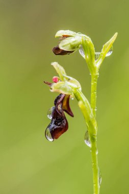 Yağmurdan sonra yaz aylarında bataklık içinde çiçekli bir güzel nadir vahşi orkide. Closeup makro fotoğraf, sığ derinlik-in tarla.