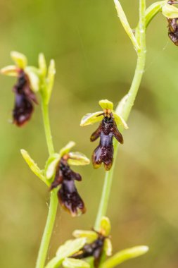 Yağmurdan sonra yaz aylarında bataklık içinde çiçekli bir güzel nadir vahşi orkide. Closeup makro fotoğraf, sığ derinlik-in tarla.