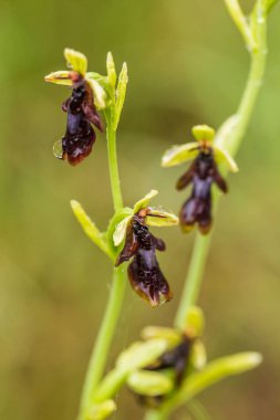 Yağmurdan sonra yaz aylarında bataklık içinde çiçekli bir güzel nadir vahşi orkide. Closeup makro fotoğraf, sığ derinlik-in tarla.