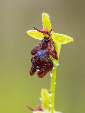 Yağmurdan sonra yaz aylarında bataklık içinde çiçekli bir güzel nadir vahşi orkide. Closeup makro fotoğraf, sığ derinlik-in tarla.