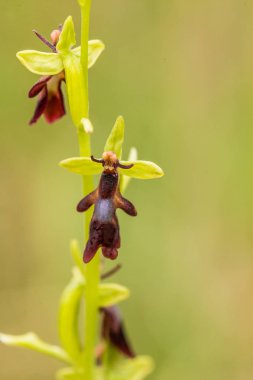Yağmurdan sonra yaz aylarında bataklık içinde çiçekli bir güzel nadir vahşi orkide. Closeup makro fotoğraf, sığ derinlik-in tarla.