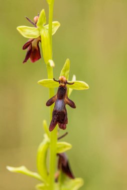 Yağmurdan sonra yaz aylarında bataklık içinde çiçekli bir güzel nadir vahşi orkide. Closeup makro fotoğraf, sığ derinlik-in tarla.