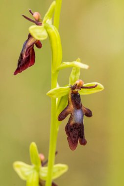 Yağmurdan sonra yaz aylarında bataklık içinde çiçekli bir güzel nadir vahşi orkide. Closeup makro fotoğraf, sığ derinlik-in tarla.