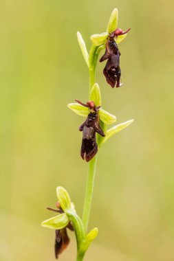 Yağmurdan sonra yaz aylarında bataklık içinde çiçekli bir güzel nadir vahşi orkide. Closeup makro fotoğraf, sığ derinlik-in tarla.