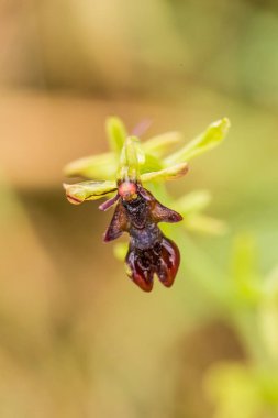 Yağmurdan sonra yaz aylarında bataklık içinde çiçekli bir güzel nadir vahşi orkide. Closeup makro fotoğraf, sığ derinlik-in tarla.