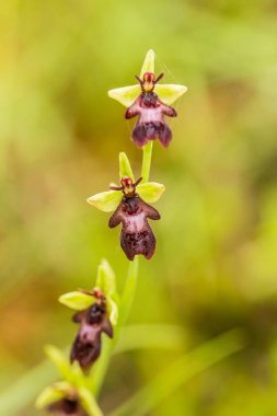 Yağmurdan sonra yaz aylarında bataklık içinde çiçekli bir güzel nadir vahşi orkide. Closeup makro fotoğraf, sığ derinlik-in tarla.