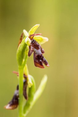 Yağmurdan sonra yaz aylarında bataklık içinde çiçekli bir güzel nadir vahşi orkide. Closeup makro fotoğraf, sığ derinlik-in tarla.