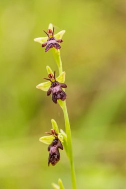 Yağmurdan sonra yaz aylarında bataklık içinde çiçekli bir güzel nadir vahşi orkide. Closeup makro fotoğraf, sığ derinlik-in tarla.