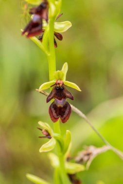 Yağmurdan sonra yaz aylarında bataklık içinde çiçekli bir güzel nadir vahşi orkide. Closeup makro fotoğraf, sığ derinlik-in tarla.