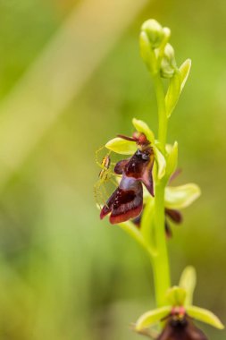 Yağmurdan sonra yaz aylarında bataklık içinde çiçekli bir güzel nadir vahşi orkide. Closeup makro fotoğraf, sığ derinlik-in tarla.