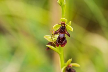 Yağmurdan sonra yaz aylarında bataklık içinde çiçekli bir güzel nadir vahşi orkide. Closeup makro fotoğraf, sığ derinlik-in tarla.