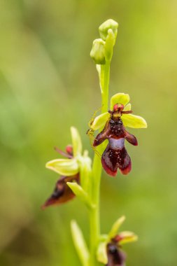 Yağmurdan sonra yaz aylarında bataklık içinde çiçekli bir güzel nadir vahşi orkide. Closeup makro fotoğraf, sığ derinlik-in tarla.