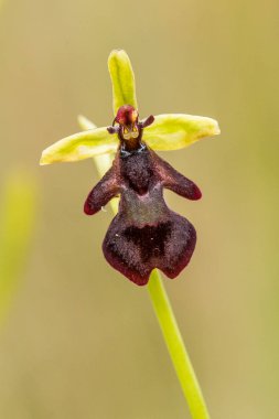 Yağmurdan sonra yaz aylarında bataklık içinde çiçekli bir güzel nadir vahşi orkide. Closeup makro fotoğraf, sığ derinlik-in tarla.