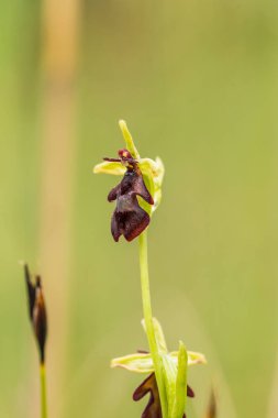Yağmurdan sonra yaz aylarında bataklık içinde çiçekli bir güzel nadir vahşi orkide. Closeup makro fotoğraf, sığ derinlik-in tarla.