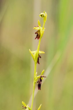 Yağmurdan sonra yaz aylarında bataklık içinde çiçekli bir güzel nadir vahşi orkide. Closeup makro fotoğraf, sığ derinlik-in tarla.