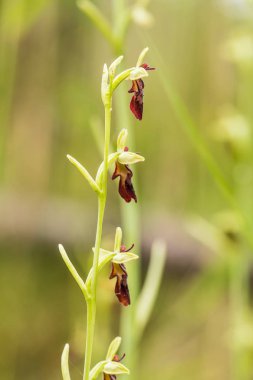 Yağmurdan sonra yaz aylarında bataklık içinde çiçekli bir güzel nadir vahşi orkide. Closeup makro fotoğraf, sığ derinlik-in tarla.