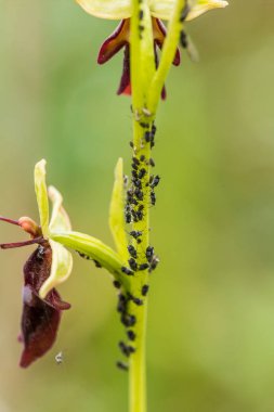 Yağmurdan sonra yaz aylarında bataklık içinde çiçekli bir güzel nadir vahşi orkide. Closeup makro fotoğraf, sığ derinlik-in tarla.