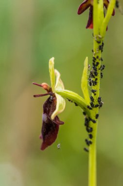 Yağmurdan sonra yaz aylarında bataklık içinde çiçekli bir güzel nadir vahşi orkide. Closeup makro fotoğraf, sığ derinlik-in tarla.