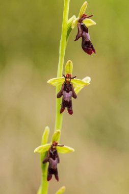 Yağmurdan sonra yaz aylarında bataklık içinde çiçekli bir güzel nadir vahşi orkide. Closeup makro fotoğraf, sığ derinlik-in tarla.
