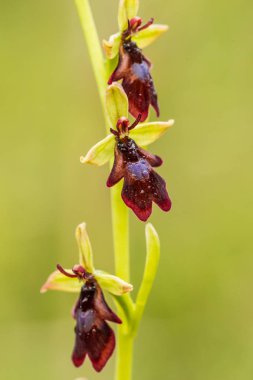 Yağmurdan sonra yaz aylarında bataklık içinde çiçekli bir güzel nadir vahşi orkide. Closeup makro fotoğraf, sığ derinlik-in tarla.