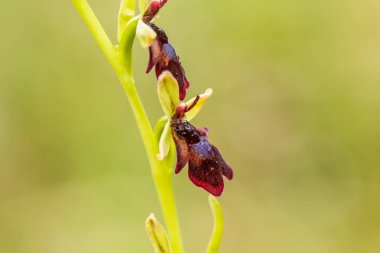 Yağmurdan sonra yaz aylarında bataklık içinde çiçekli bir güzel nadir vahşi orkide. Closeup makro fotoğraf, sığ derinlik-in tarla.