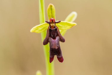 Yağmurdan sonra yaz aylarında bataklık içinde çiçekli bir güzel nadir vahşi orkide. Closeup makro fotoğraf, sığ derinlik-in tarla.