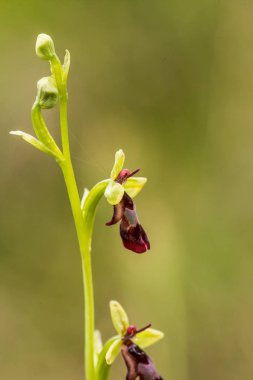 Yağmurdan sonra yaz aylarında bataklık içinde çiçekli bir güzel nadir vahşi orkide. Closeup makro fotoğraf, sığ derinlik-in tarla.