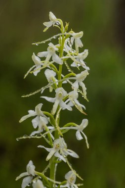 Bir güzel nadir daha az kelebek yaz marsh çiçek orkide. Closeup makro fotoğraf, sığ derinlik-in tarla.