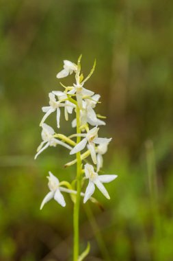 Bir güzel nadir daha az kelebek yaz marsh çiçek orkide. Closeup makro fotoğraf, sığ derinlik-in tarla.