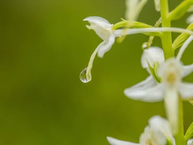 Bir güzel nadir daha az kelebek yaz marsh çiçek orkide. Closeup makro fotoğraf, sığ derinlik-in tarla.