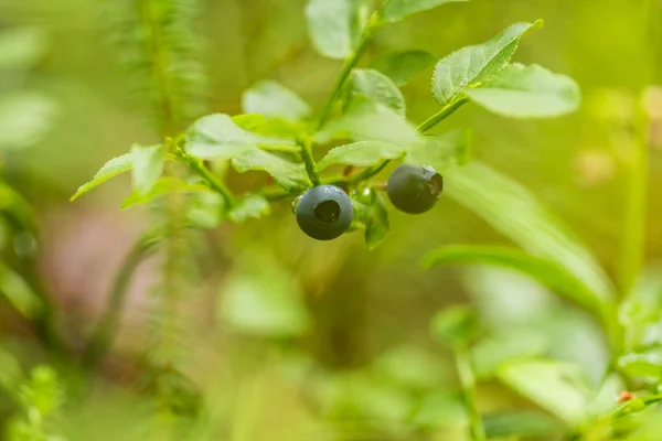 Piękne dojrzałe jagody na naturalne podłoże w lesie. Płytkiej głębi pola zbliżenie zdjęcie makro. — Zdjęcie stockowe