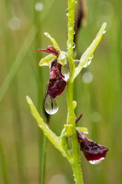 Красивая редкая дикая орхидея плавает в болоте летом после дождя. Фотография крупным планом, поверхностная глубина резкости . — стоковое фото