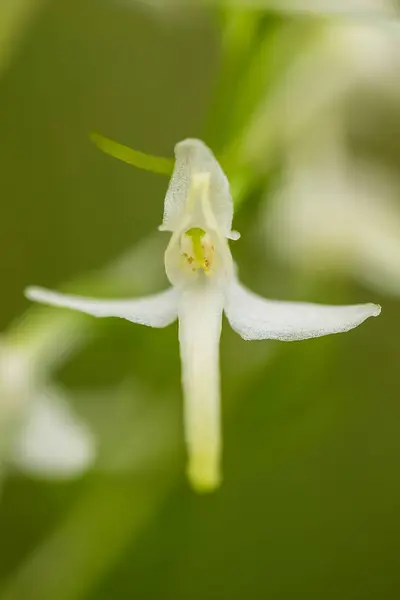 A beautiful rare lesser butterfly orchid blossoming in the summer marsh. Closeup macro photo, shallow depth of field. — Stock Photo, Image