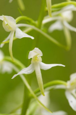 Bir güzel nadir daha az kelebek yaz marsh çiçek orkide. Closeup makro fotoğraf, sığ derinlik-in tarla.