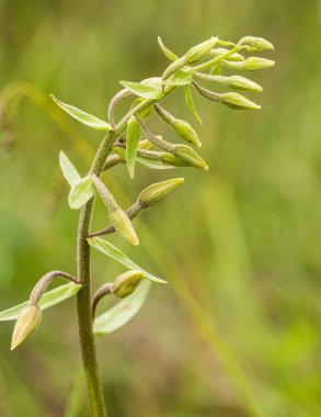 Yaz marsh çiçek açması bir güzel nadir vahşi orkide. Closeup makro fotoğraf, sığ derinlik-in tarla.