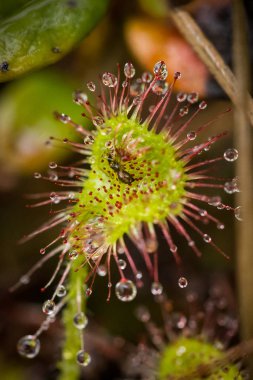 Bir güzel yuvarlak bir bataklık yağmurdan sonra yapraklı sundew. Sığ derinliği alan closeup makro fotoğraf.