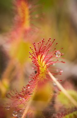Bir güzel yuvarlak bir bataklık yağmurdan sonra yapraklı sundew. Sığ derinliği alan closeup makro fotoğraf.