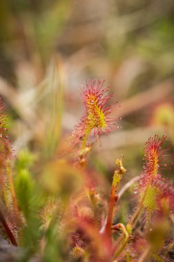 Bir güzel yuvarlak bir bataklık yağmurdan sonra yapraklı sundew. Sığ derinliği alan closeup makro fotoğraf.