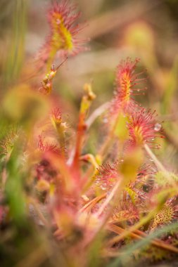 Bir güzel yuvarlak bir bataklık yağmurdan sonra yapraklı sundew. Sığ derinliği alan closeup makro fotoğraf.