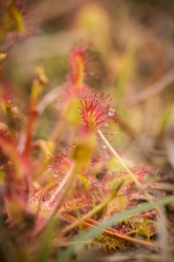 Bir güzel yuvarlak bir bataklık yağmurdan sonra yapraklı sundew. Sığ derinliği alan closeup makro fotoğraf.