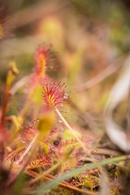 Bir güzel yuvarlak bir bataklık yağmurdan sonra yapraklı sundew. Sığ derinliği alan closeup makro fotoğraf.