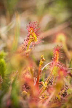 Bir güzel yuvarlak bir bataklık yağmurdan sonra yapraklı sundew. Sığ derinliği alan closeup makro fotoğraf.