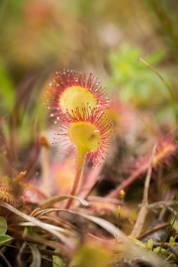 Bir güzel yuvarlak bir bataklık yağmurdan sonra yapraklı sundew. Sığ derinliği alan closeup makro fotoğraf.