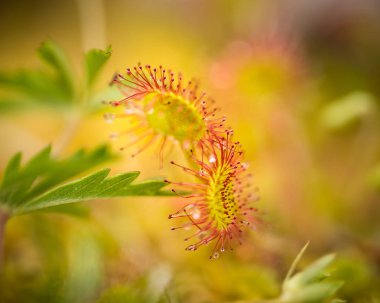 Bir güzel yuvarlak bir bataklık yağmurdan sonra yapraklı sundew. Sığ derinliği alan closeup makro fotoğraf.